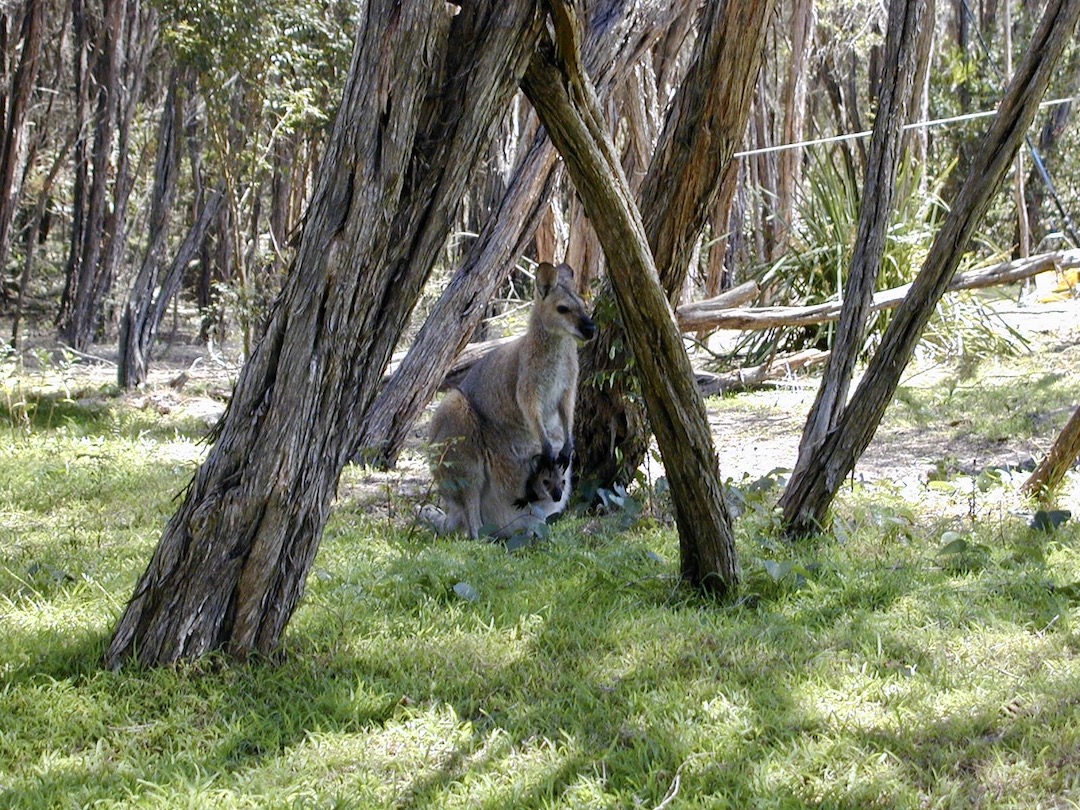 Skippy the kangaroo with Joey in the pouch
