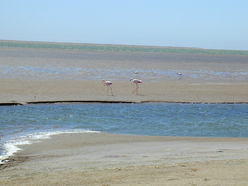 Flamingoes standing in water at Walvis Bay in Namibia