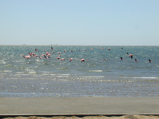 Flamingoes in flight at Walvis Bay Namibia