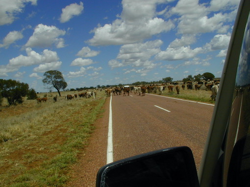 Herd of cattle on the road in Australia