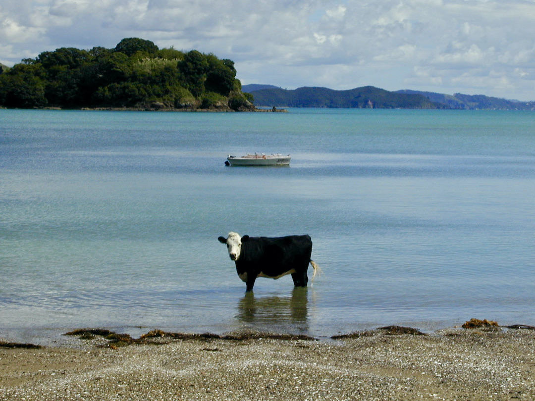 A cow standing in the blue sea of the Bay of Islands in New Zealand