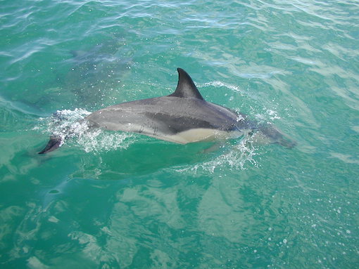 Dolphin swimming in the Bay of Plenty New Zealand
