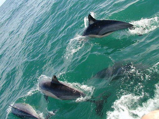Pod of dolphins in the Bay of Plenty New Zealand