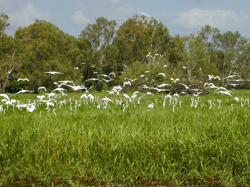 Birds in the wetlands of Kakadu National Park Australia