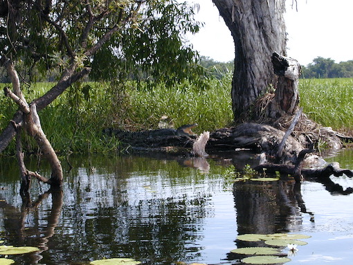 Crocodile in Kakadu National Park Australia