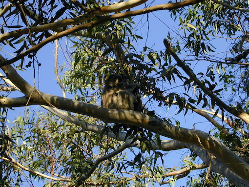 Koala bears in a tree in Australia