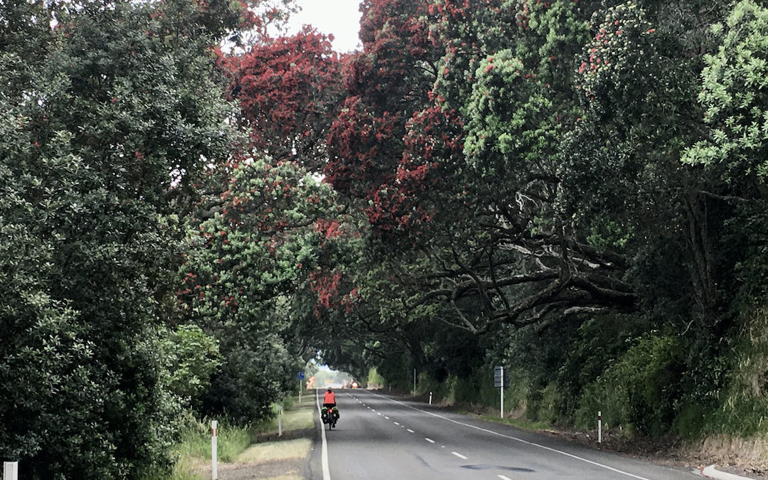 Day seven New Zealand cycling tour