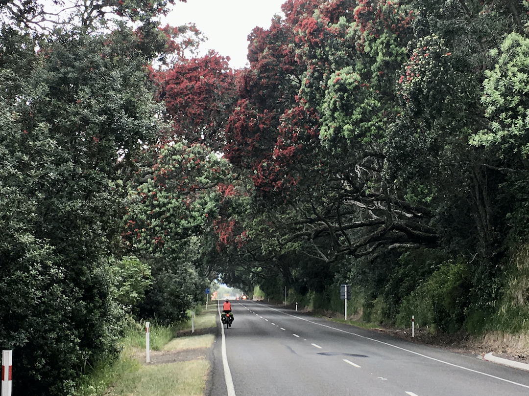 Sharon cycling on State Highway 35 in New Zealand