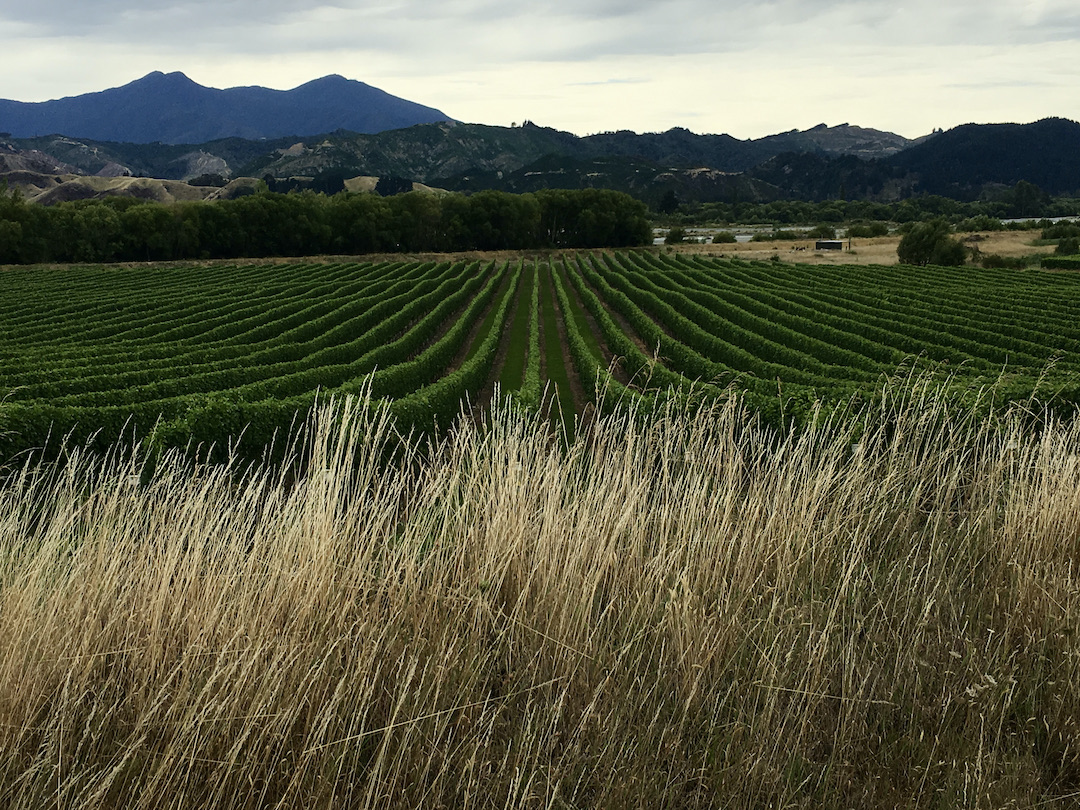 Valley of vines in Marlborough region of New Zealand