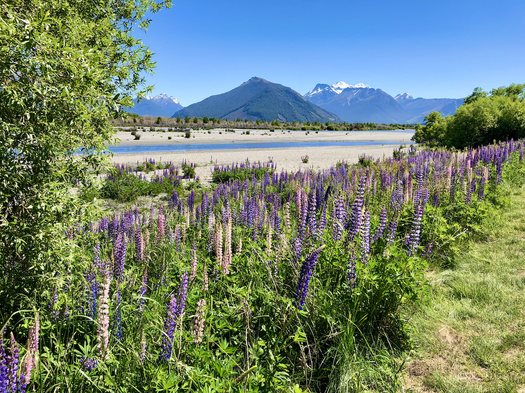 Wild lupins alongside the Dart River in Glenorchy New Zealand