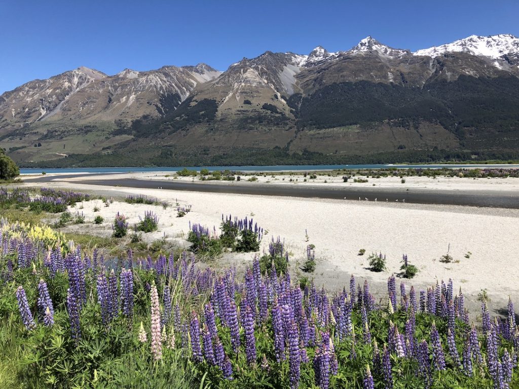 Purple and pink lupins on the banks of the Dart River with snow capped mountains of Glenorchy in the background.
