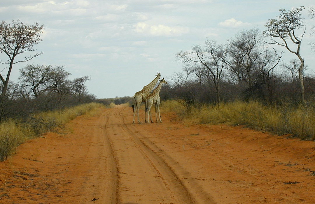 Giraffes on a sandy road in Waterberg Plateau National Park Namibia