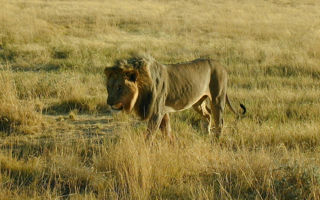 Living the wild life in Namibia